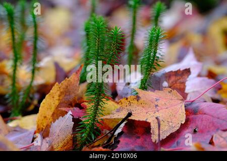 Zierliche Strähnen von leuchtendem Clubmoos (Huperzia lucidula), die durch den Herbstblatt-Wurf in einem Quebecer Wald, Wakefield Canada, aufwachsen. Stockfoto