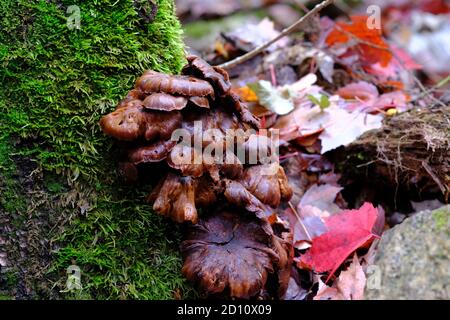 Eine Masse verfaulender brauner Pilze auf einem moosigen Baumstumpf in einem Herbstwald in Wakefield, Quebec, Kanada. Stockfoto
