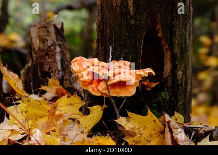 Schwefel Schelfeis oder Huhn des Waldes (Laetiporus sulfureus) Klammer Pilz auf einem Baum in einem Wald in der Nähe von Wakefield, Quebec, Kanada. Stockfoto