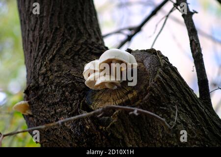 Elm Austernpilze (Hypsizygus ulmarius) aus toten Ast wächst auf einem manitoba Ahorn (Acer negundo) in Ottawa, Ontario, Kanada. Stockfoto