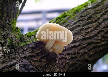 Elm Austernpilze (Hypsizygus ulmarius) aus toten Ast wächst auf einem manitoba Ahorn (Acer negundo) in Ottawa, Ontario, Kanada. Stockfoto