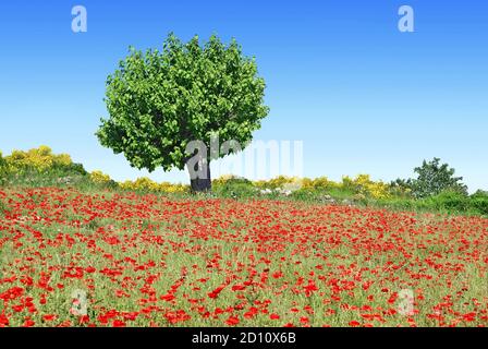 Murier isoliert auf einem blühenden Mohnfeld. Stockfoto