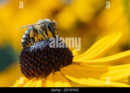 Honig Bienen Nektar sammeln Stockfoto