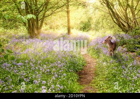 Hirsche im Blauwalde im Frühling, mit einem Pfad, der in die Ferne führt, und Morgenaufgang. Wilde lila Blüten in natürlichen Wäldern Stockfoto