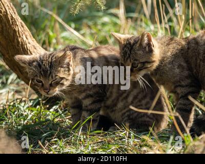 Paar junge schottische Wildkatzen Stockfoto