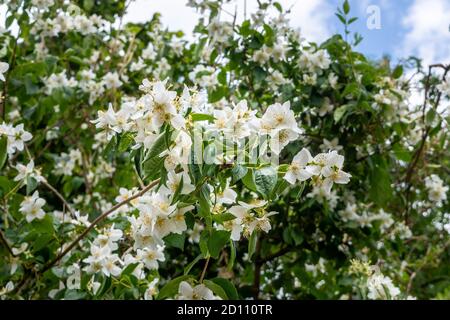 Die weißen Blüten eines Philadelphus, alias Mock Orange Bush, gemischt mit dem Grün der Blätter Stockfoto
