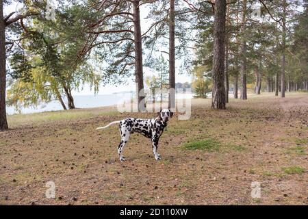 Hund Rasse Dalmatiner auf einem Spaziergang schönes Porträt.Porträt von dalmatiner in einem Kragen für einen Spaziergang in einem Wald.Süße niedlichen Hund Welpen zu Fuß im Freien. Niedlich Stockfoto