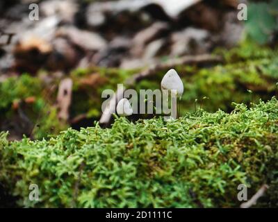 Winzige weiße glockenförmige Mützenpilze (Mycena?) Mit einem dunklen Stamm auf einem sehr moosigen Baumstamm in einem Quebecer Wald, Wakefield, Kanada. Stockfoto