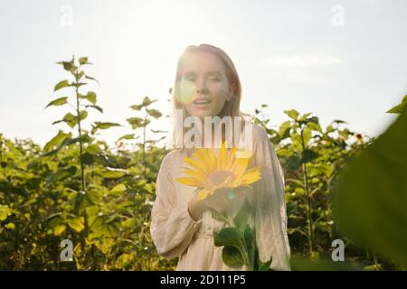 Fröhliche junge blonde Frau in weißem Kleid steht bei einem Von großen Sonnenblumen Stockfoto