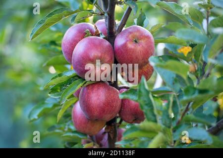 Herbsternte bringt Fülle von Früchten. Rote Äpfel reif auf Baum. Herbstgarten oder Obstgarten. Apfelanbau. Landwirtschaft und Gartenbau. Erntezeit. Herbstpflanzen. Stockfoto