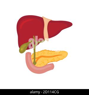 Leber und Bauchspeicheldrüse auf einem weißen isolierten Hintergrund. Vektorgrafik Stock Vektor