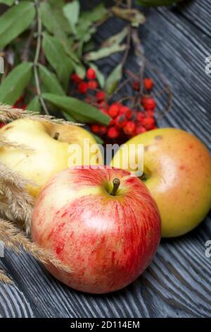 Reife, leicht zerknitterte Äpfel. In der Nähe befindet sich ein Strauß getrocknetes Gras und ein Eberesche Zweig. Auf Kiefernplanken in schwarz. Stockfoto
