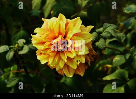 Gelbe Dahlia schöne Blume mit grünem Hintergrund. Dahlia ist eine schöne Blume. Stockfoto