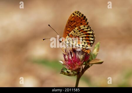 Gefleckte Fritillare - Melitaea didyma (oder meridionalis und occidentalis) oder rotbändigen Fritillary, ist ein Schmetterling der Familie Nymphalidae, helle Orang Stockfoto