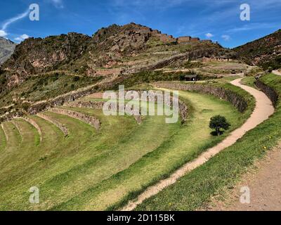 Grüne Gras landwirtschaftlichen Terrassen der alten Inkas in der Nähe von alten Stein Inka Festung in Pisac Stadt, Peru. Stockfoto