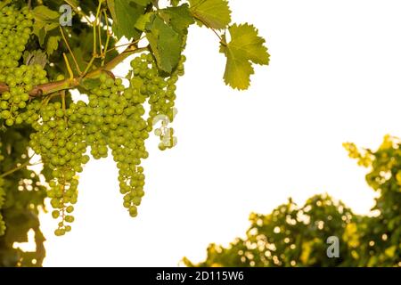 Reife Trauben auf weiß isoliert. Selektiver Fokus auf Trauben mit verschwommenen Blättern im Hintergrund. Weinlese. Stockfoto