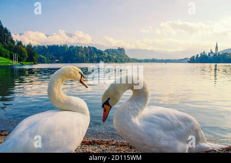 Schwanenpaar auf dem Bleder See in Slowenien. Berühmtes Touristenziel. Postkarte aus Slowenien Stockfoto