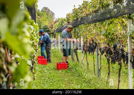 Weinlese im Tessin, Circolo di Balerna, Schweiz Stockfoto