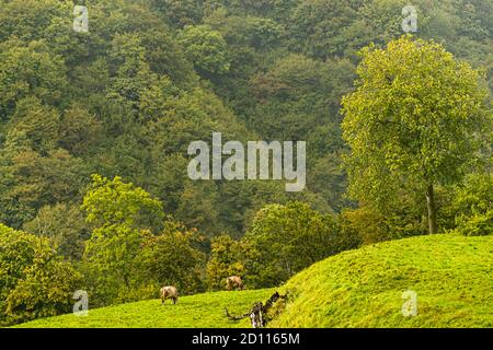 Impressionen im Tessin Muggiotal, Breggia, Schweiz Stockfoto