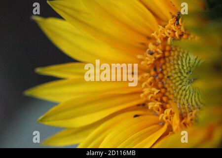 Sonnenblume rund gelb grün und Nahaufnahme Stockfoto
