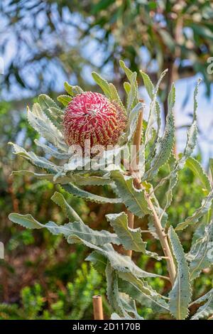 Menzies Banksia Blume und Blätter blühenden sonnigen Tag Stockfoto