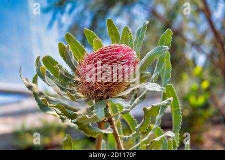 Menzies Banksia Blume und Blätter blühenden sonnigen Tag Stockfoto