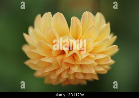 Dahlien orange, rot, grün einzeln Stockfoto