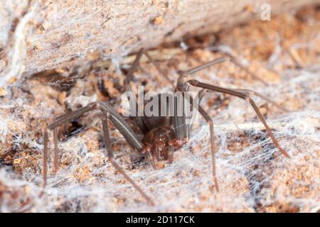 Einsiedler Spinne auf natürlichen Lebensraum - Gefahr giftige Spinne Stockfoto