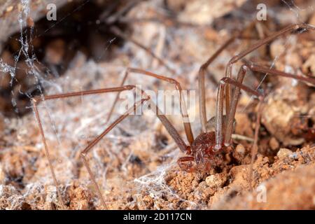 Einsiedler Spinne auf natürlichen Lebensraum - Gefahr giftige Spinne Stockfoto