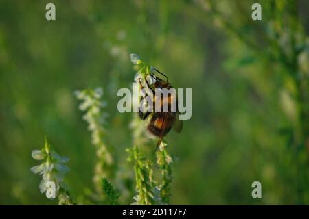 Hummel sammelt Nektar auf einer Blume. Hummel sammelt Nektar aus einer Blume. Stockfoto