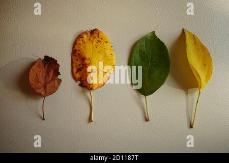 Set von vier Herbstblättern in verschiedenen Farben auf einem weißen Tisch. Draufsicht Stockfoto