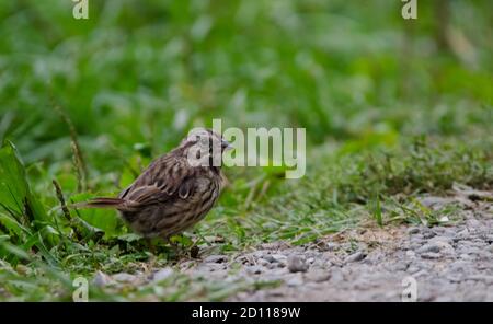 Singsparrow (Melospiza melodia), eine der am häufigsten vorkommenden und anpassungsfähigsten Arten heimischer Sperlinge in Nordamerika Stockfoto
