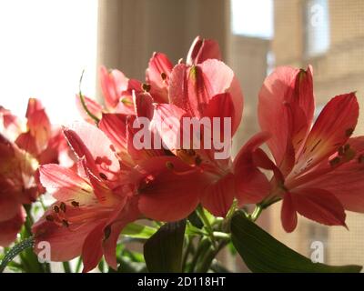 Eine Nahaufnahme von Alstroemeria Blume vor einem Hintergrund zu Hause. Botanische Makrofotografie zur Illustration von Alstroemeria Stockfoto