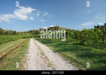 Breite Aufnahme von Weg in der Nähe von Weingärten Reihen von Reben vino nobile di Montepulciano vor der Stadt Montepulciano auf dem Berg dahinter. Stockfoto