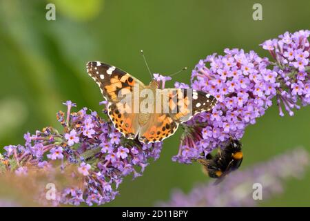 Gemalte Dame Schmetterling und ein Buff-tailed Bumblebee auf Buddleia Blumen. England, Großbritannien. Stockfoto