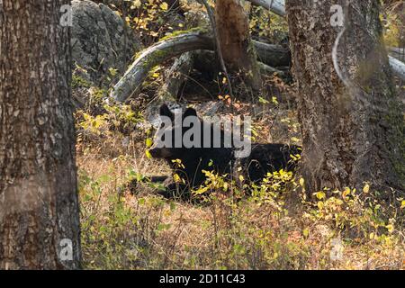 Ein amerikanischer Schwarzbär, Ursus americanus, ruht unter einem Baum im Yellowstone National Park in Wyoming. Stockfoto