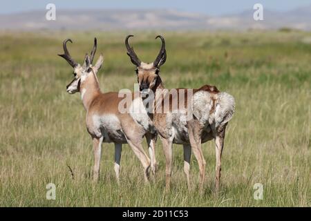 Zwei Pronghorn-Böcke, Antilocapra americana, auf der grasbewachsenen Prärie in der Nähe von Martin's Cove, Wyoming. Stockfoto