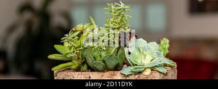 Sukkulente Kaktusgarten in Steintopf mit einer Vielzahl von Cataceas. Inneneinrichtung Stockfoto