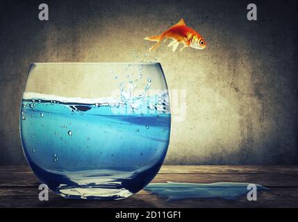 Goldfische springen aus einem Aquarium mit klarem Wasser auf einen dunkelgrauen Hintergrund mit wenig Wasser darauf. Riskieren, nach neuen Möglichkeiten suchen Stockfoto