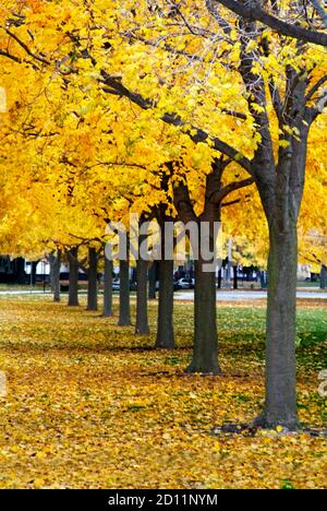 Goldgelber Ahornbaum zeigt volle Herbstfarben in Michigan Stockfoto
