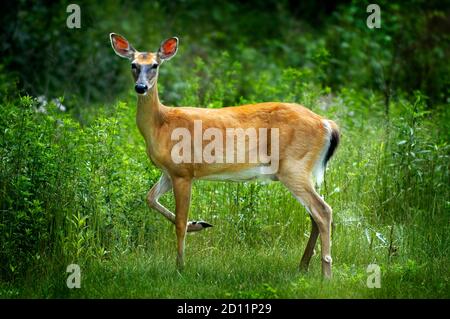 Porträt eines weiblichen weißen Schwanzhirsches aus Michigan Stockfoto