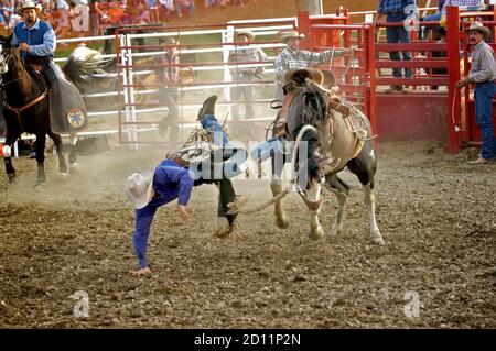 Rodeo bronc Pferd Reiter wird von einem Pferd geworfen Stockfoto