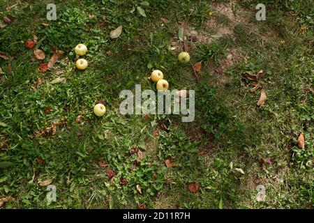 Äpfel, die im Herbst vom Baum gefallen sind Stockfoto