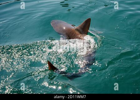 Maui, Hawaii. Sandbarenhai, 'Carcharhinus plumbeus', schwimmend im pazifischen Ozean in der Nähe der Stadt Lahaina. Stockfoto