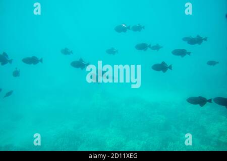 Maui, Hawaii. Eine Schule des Schwarzen Durgon Triggerfish, die im pazifischen Ozean schwimmt. Stockfoto