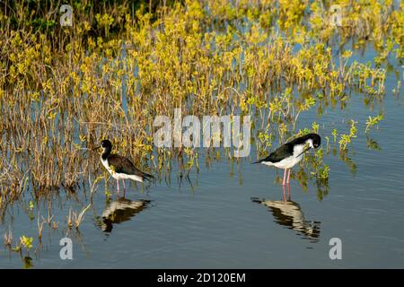 Maui, Hawaii. Zwei schwarze Stelzen, 'Himantopus mexicanus knudseni', die im Kealia Pond National Wildlife Refuge stehen. Stockfoto