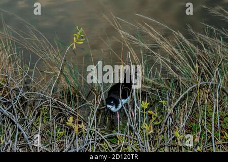 Maui, Hawaii. Black-necked Slip; 'Himantopus mexicanus knudseni' im Kealia Pond National Wildlife Refuge. Stockfoto