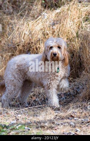 Hündin von Mini Golddoodle F1B Hund in Outdoor-Umgebung Stockfoto