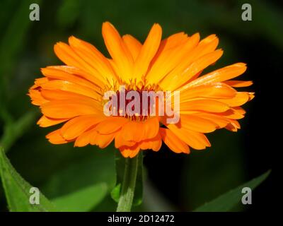 Atemberaubende Nahaufnahme einer englischen Ringelblume Calendula officinalis im Sommer Stockfoto