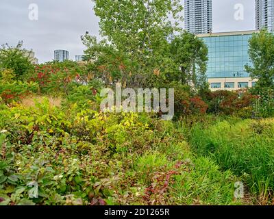 Der Toronto Music Garden, der in Zusammenarbeit mit dem bedeutenden Cellisten Yo-Yo Ma entstand, ist ein drei Hektar großer öffentlicher Park am Harbourfront von Toronto. Stockfoto